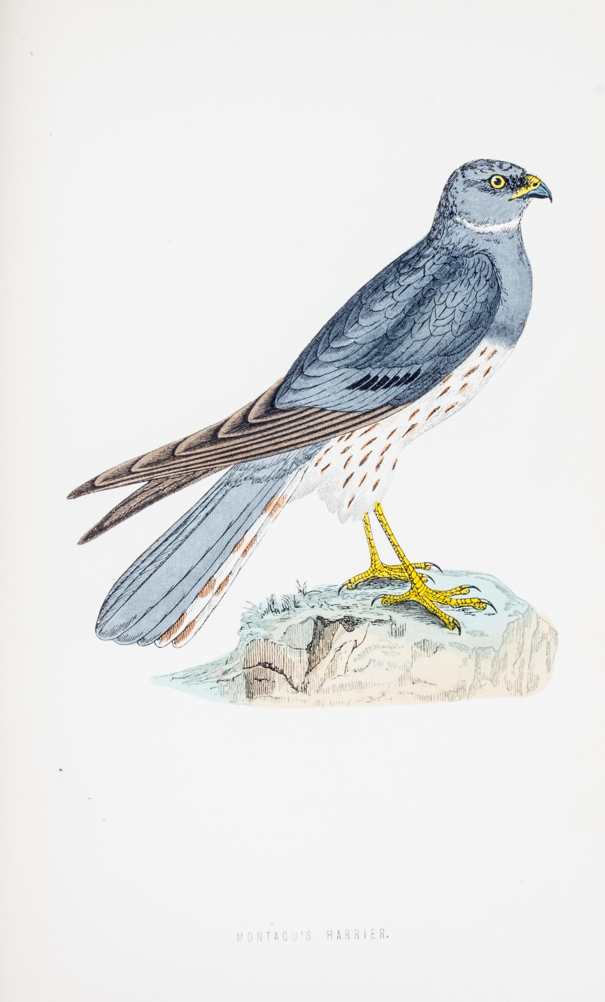 MORRIS, (FRANCIS ORPEN) A History of British Birds. London, 1870.