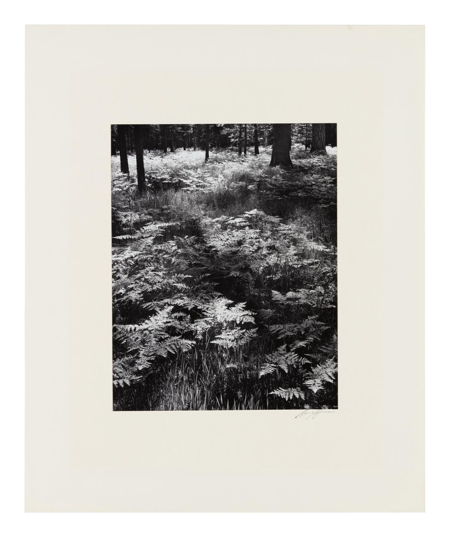 Ansel Adams (1902-1984) Ferns, Valley Floor, Yosemite, 1945