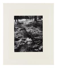 Ansel Adams (1902-1984) Ferns, Valley Floor, Yosemite, 1945