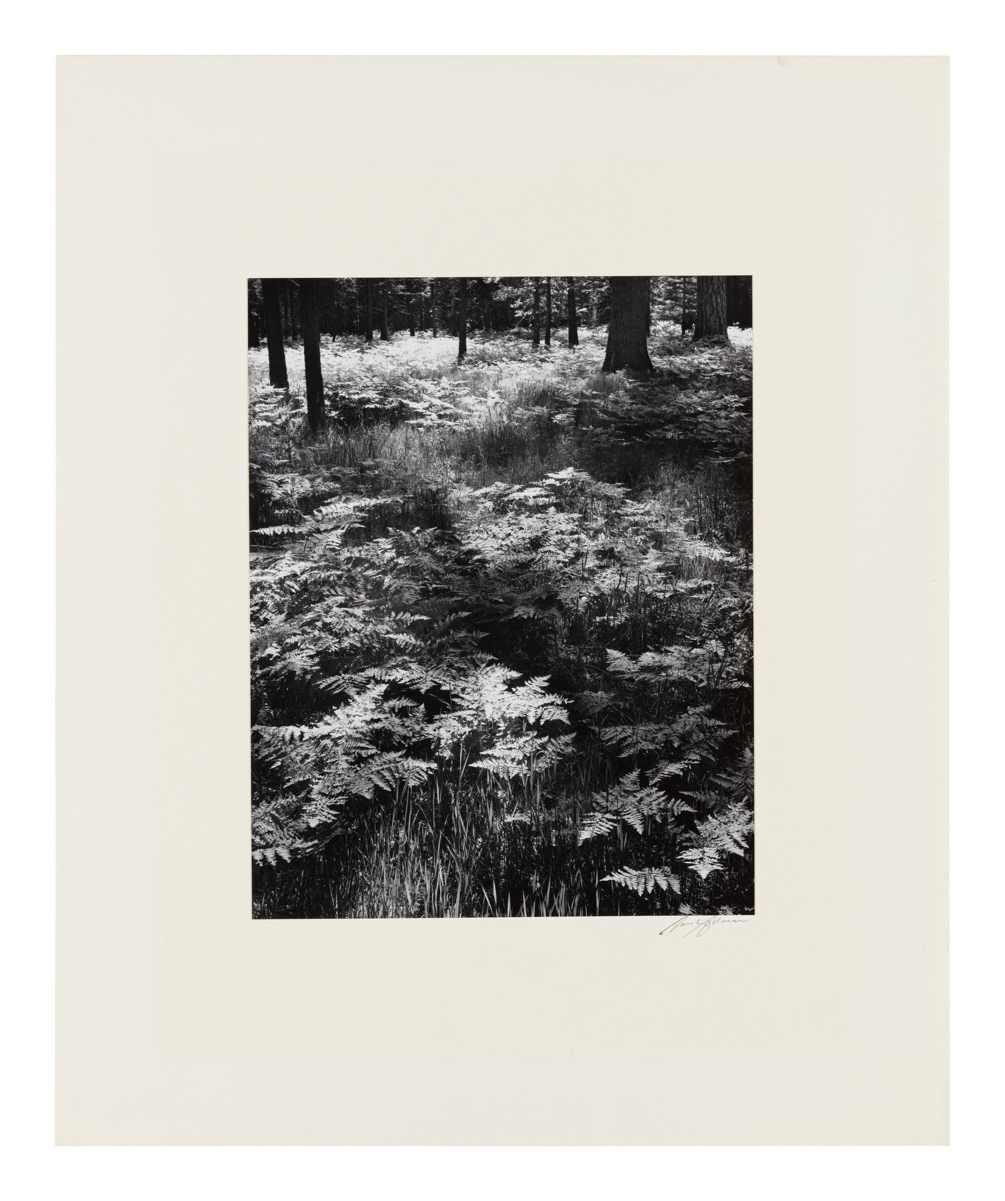 Ansel Adams (1902-1984) Ferns, Valley Floor, Yosemite, 1945