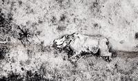 Tsavo Park (from "The End of the Game ), 1976-1977