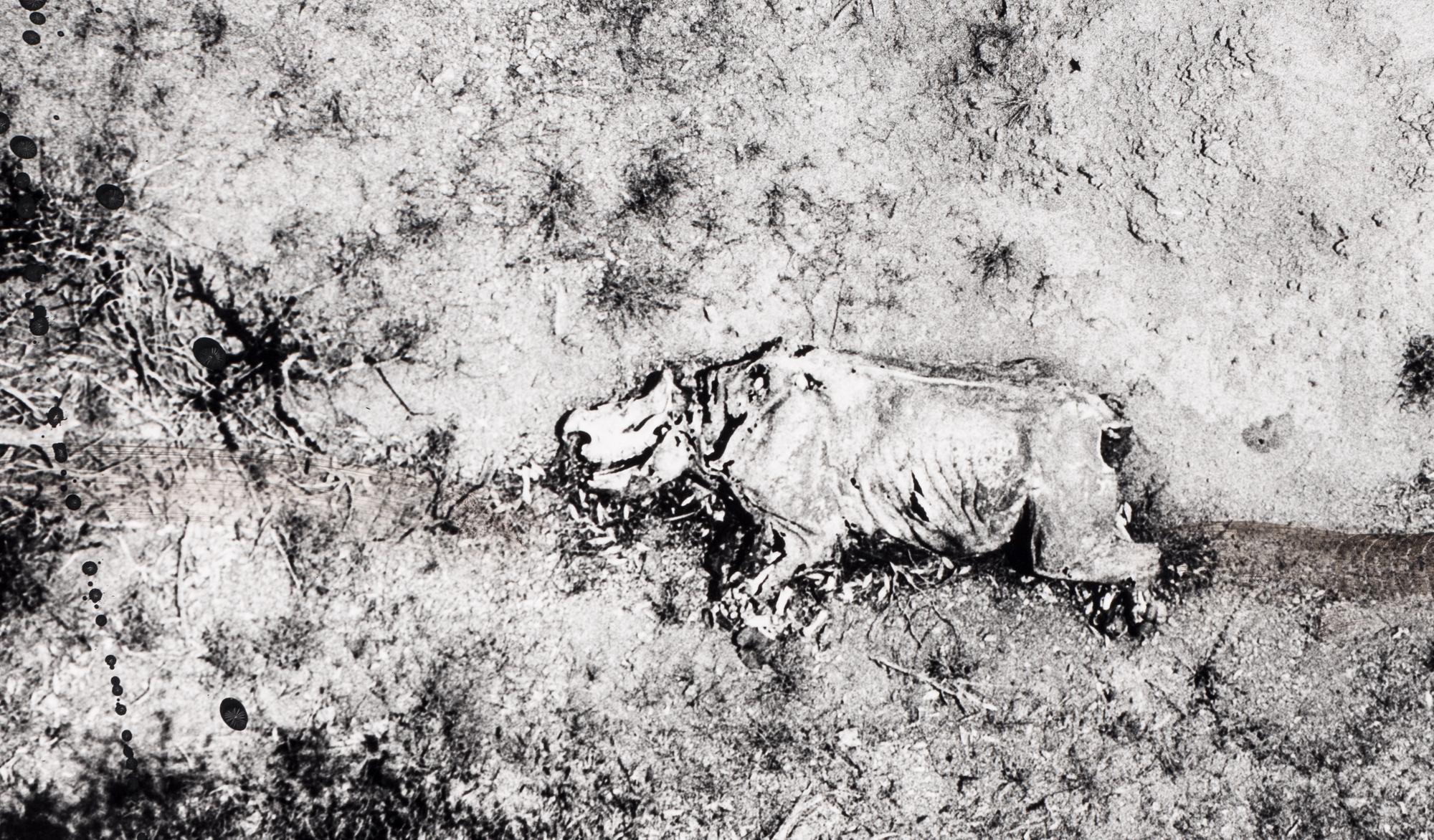 Tsavo Park (from "The End of the Game ), 1976-1977