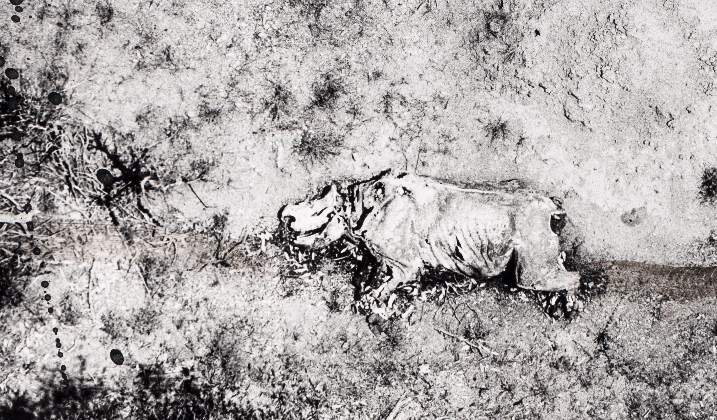Tsavo Park (from "The End of the Game ), 1976-1977