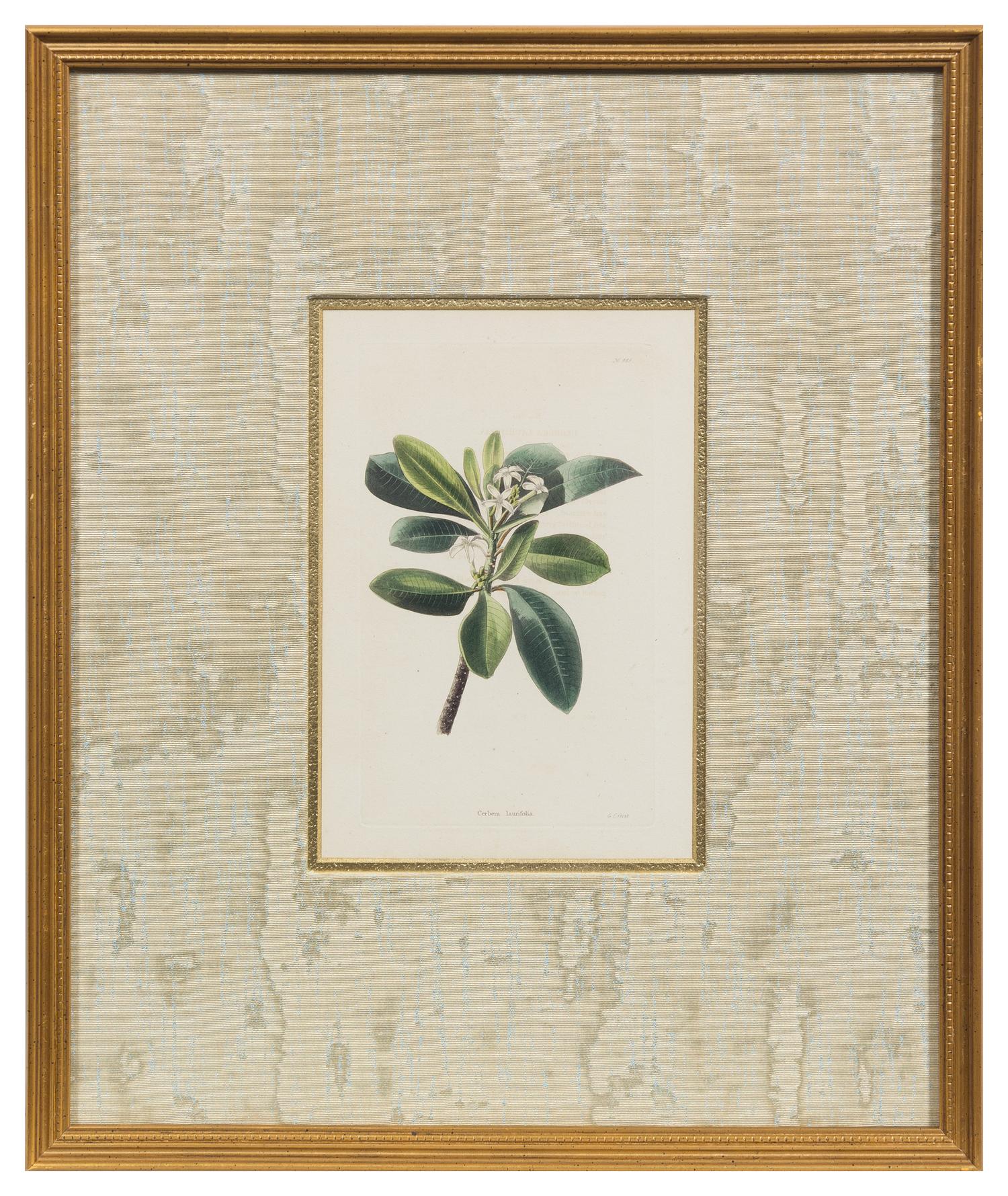 A Group of Six Hand Colored Floral Engravings Each 7 1/2 x 5 inches (visible).
