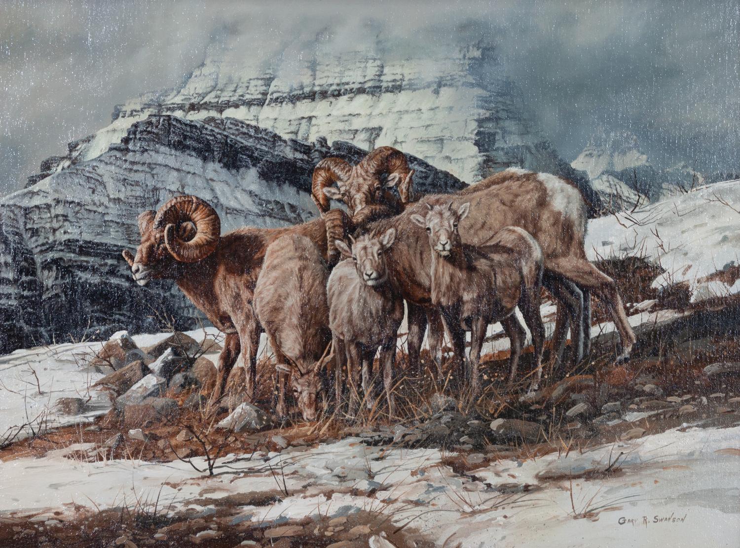 Big Horn Sheep