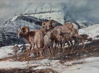 Big Horn Sheep