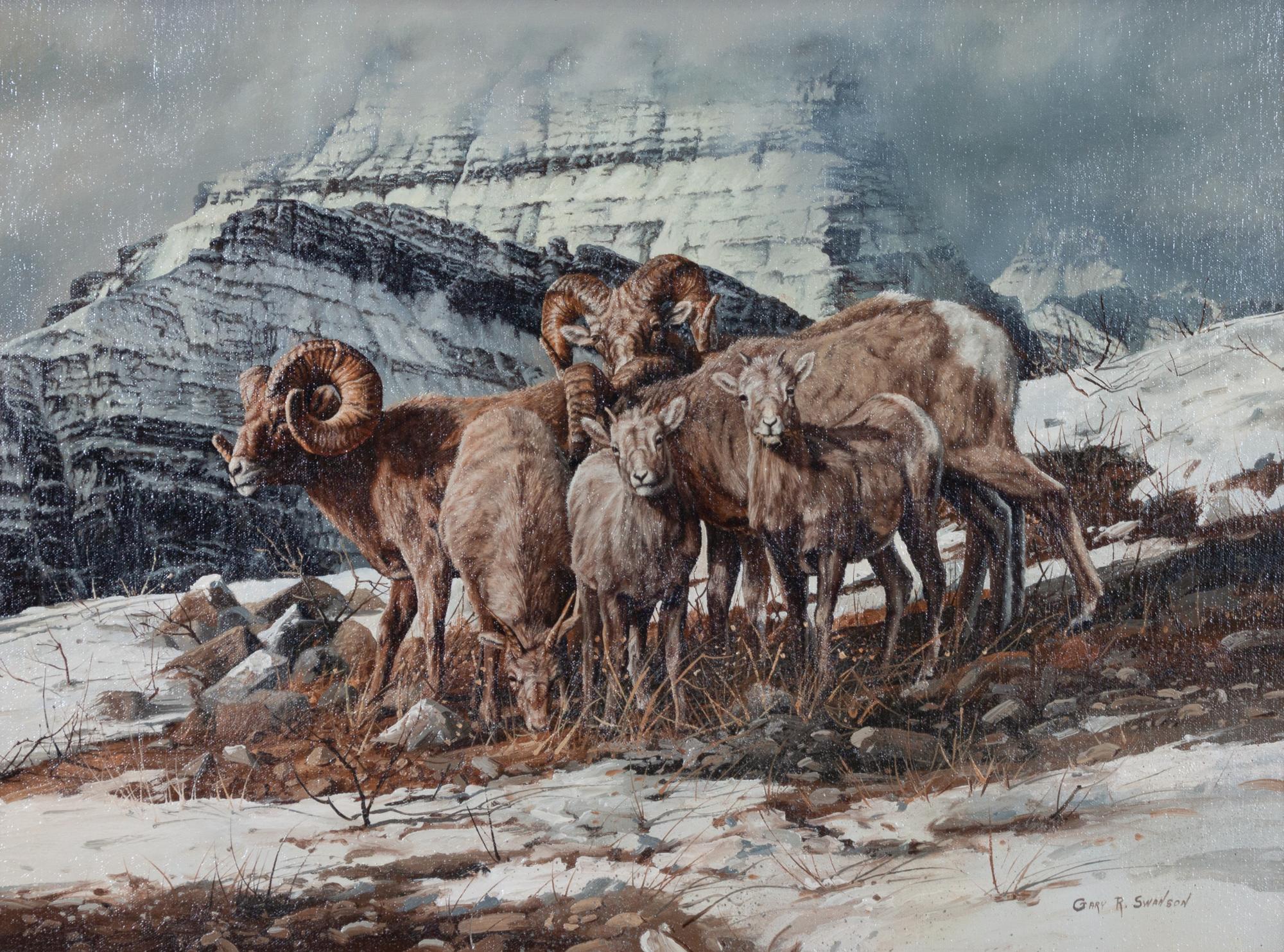 Big Horn Sheep