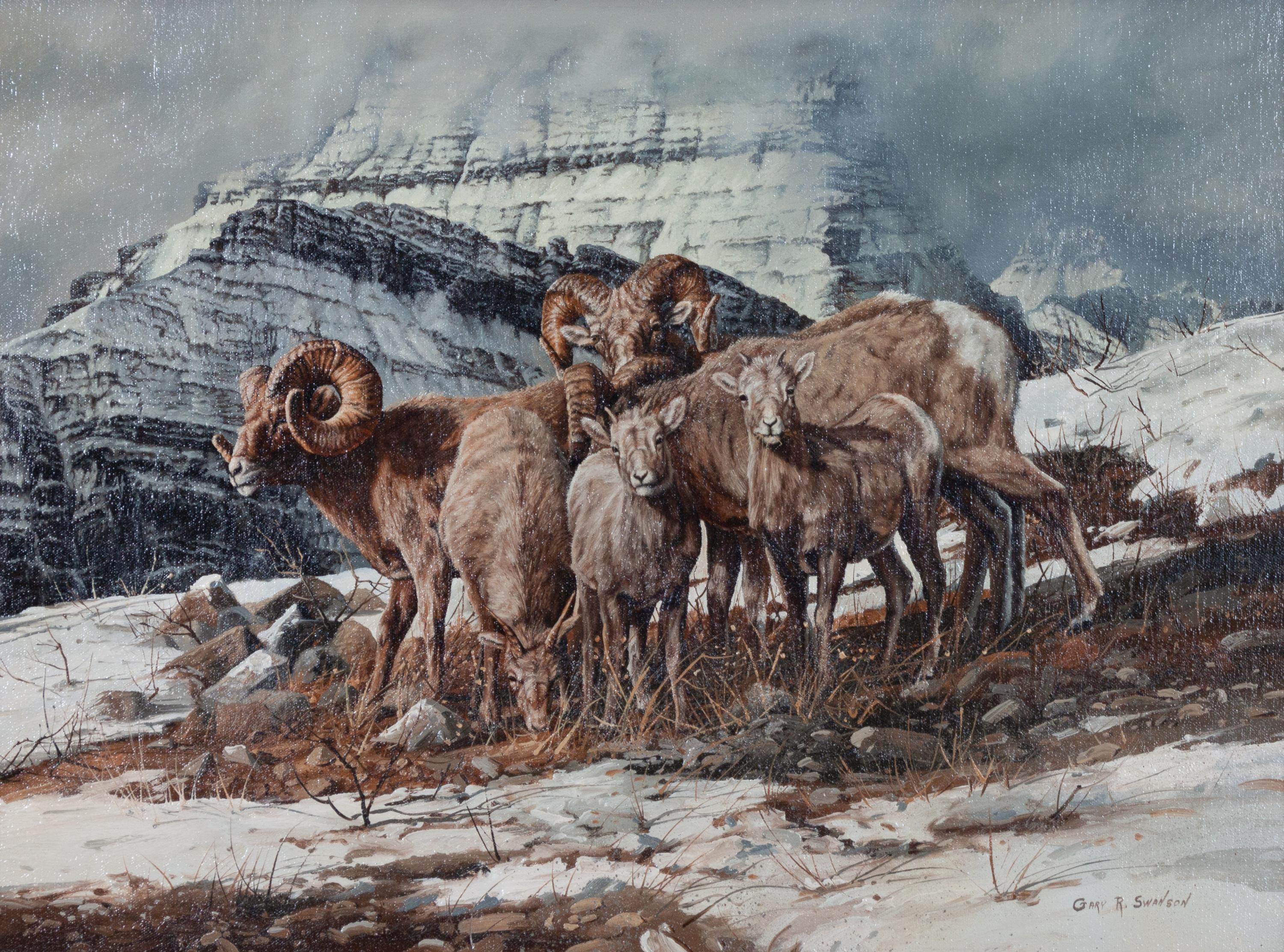 Big Horn Sheep