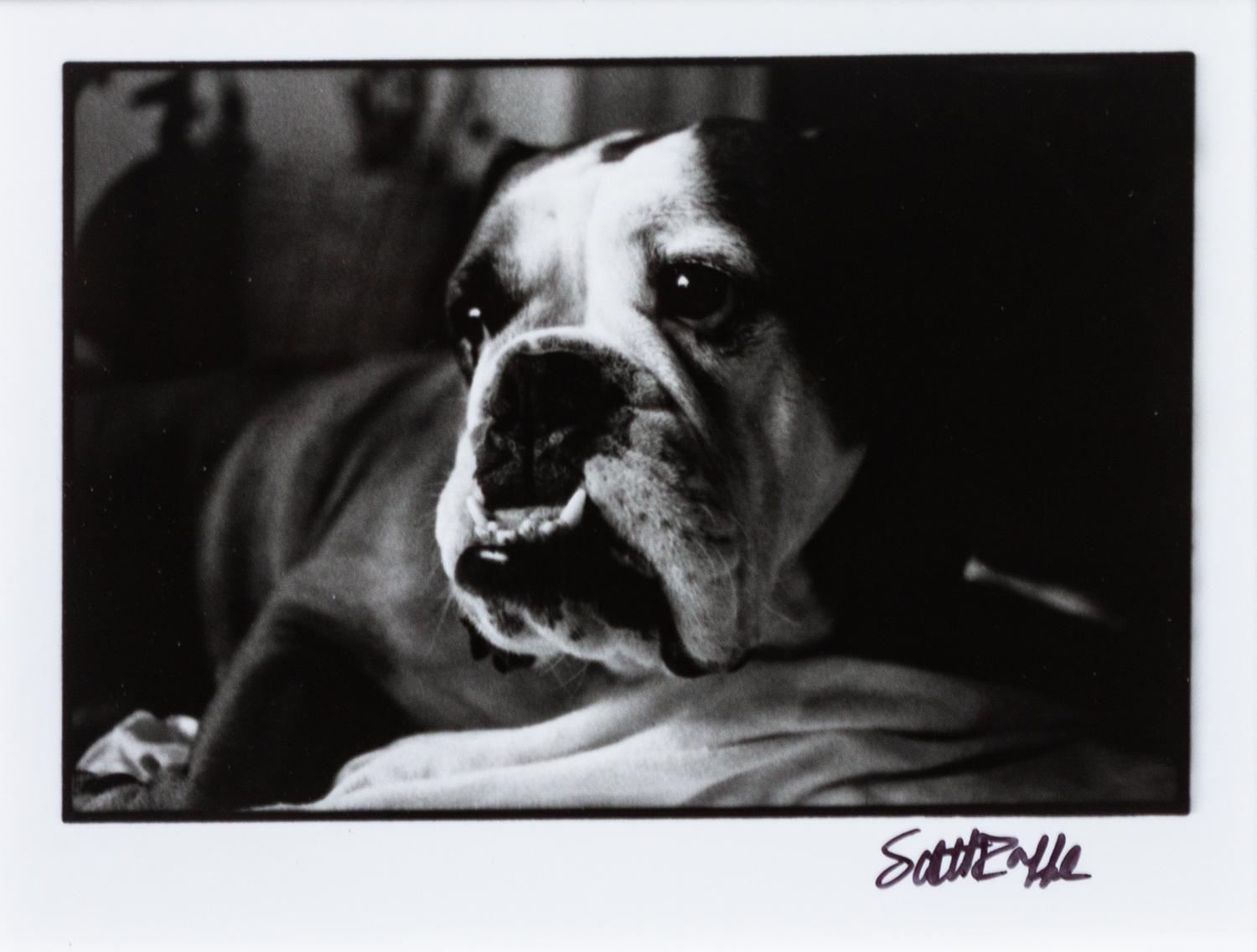 Three Working of Art depicting Bulldogs Largest: 16 3/4 x 19 inches.