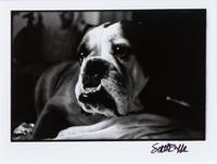 Three Working of Art depicting Bulldogs Largest: 16 3/4 x 19 inches.