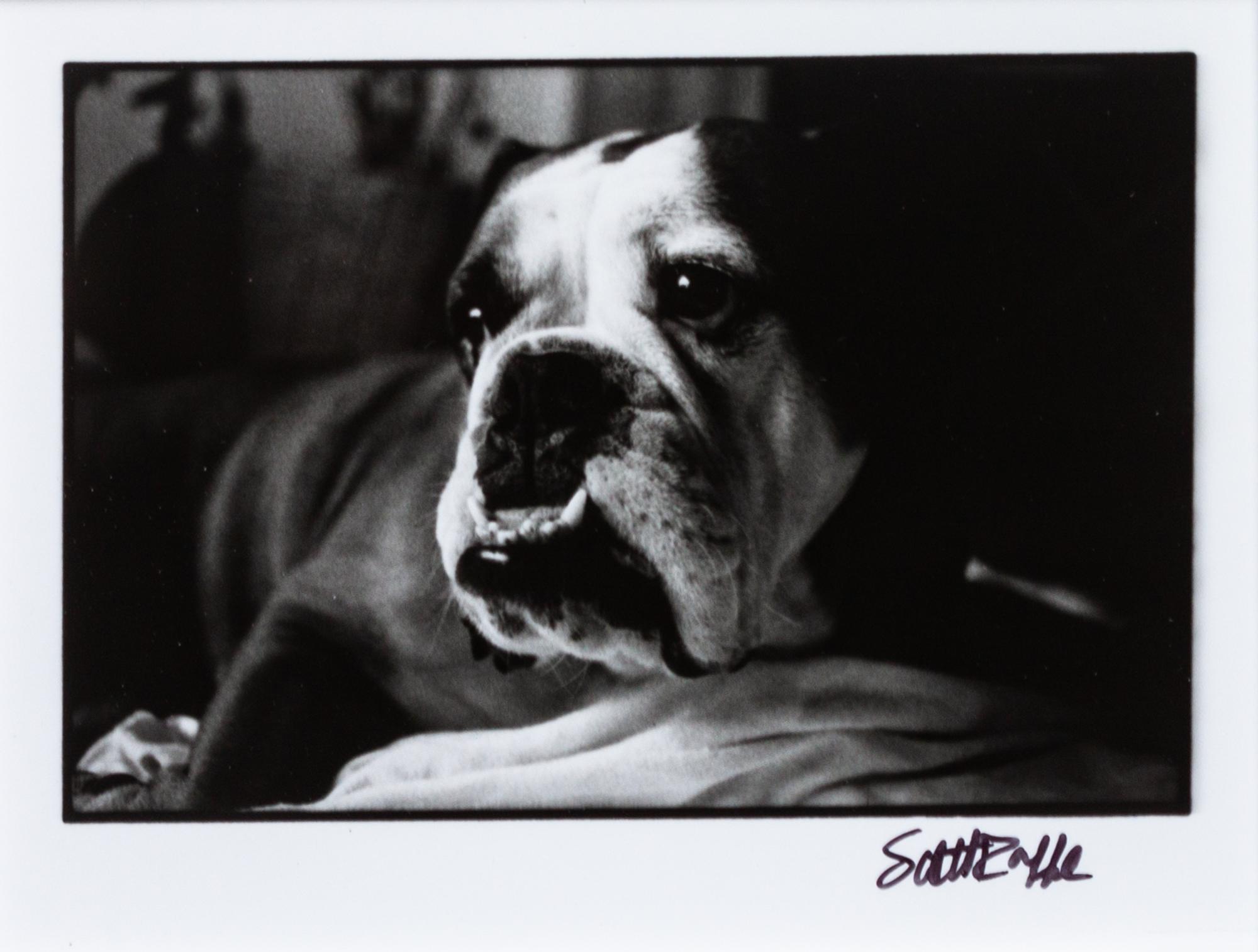Three Working of Art depicting Bulldogs Largest: 16 3/4 x 19 inches.