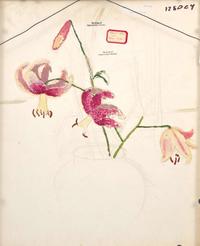 Emma Fordyce MacRae (American, 1887-1974) - Jerusalem Cherries with Figured Background; with Study of Amaryllis verso