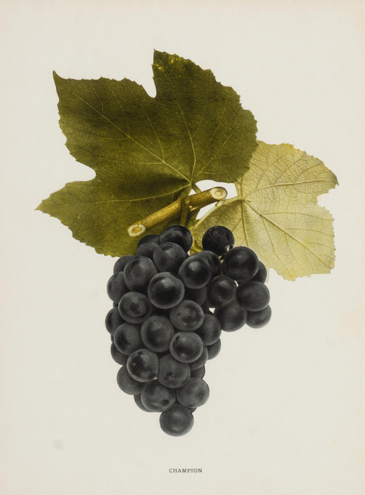 A Group of Six Grape Prints