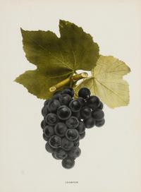 A Group of Six Grape Prints