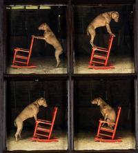 William Wegman (born 1946) Red Rocker, 2010
