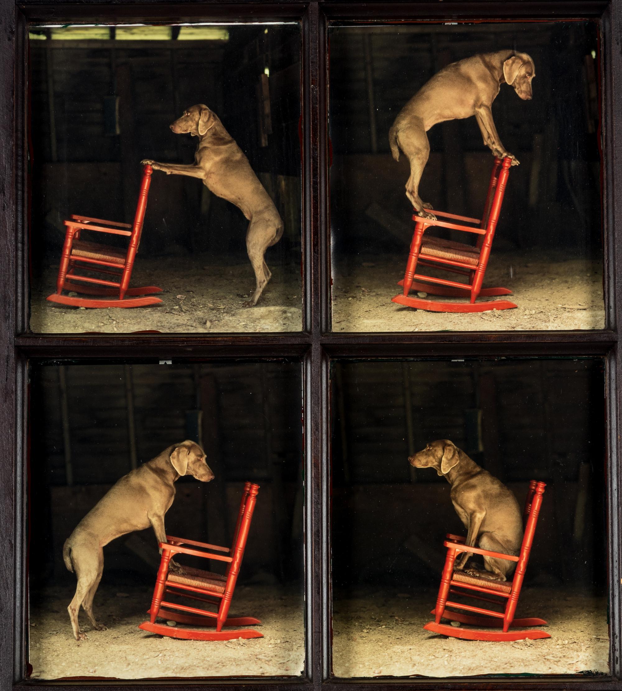 William Wegman (born 1946) Red Rocker, 2010