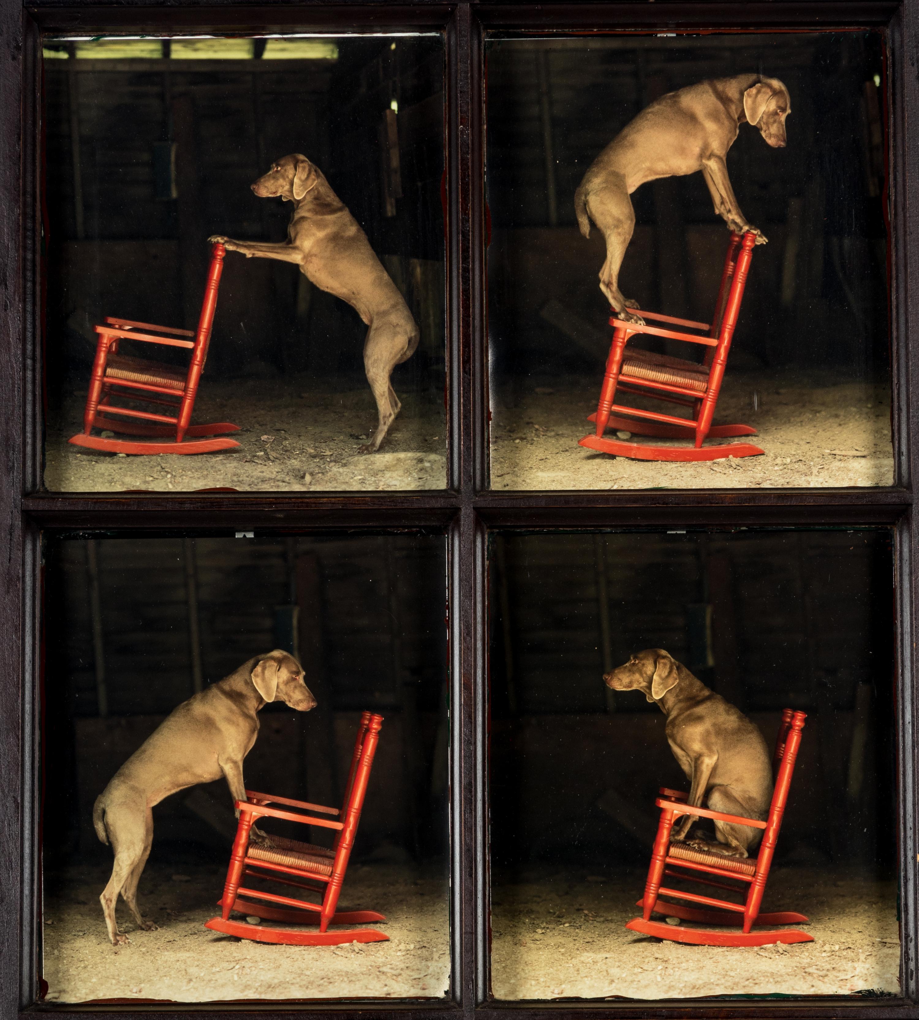 William Wegman (born 1946) Red Rocker, 2010