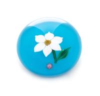 Saint-Louis, France, a white narcissus on blue color ground paperweight