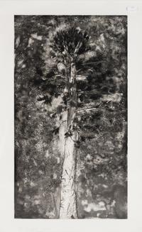 The Pine in a Storm of Aquatint