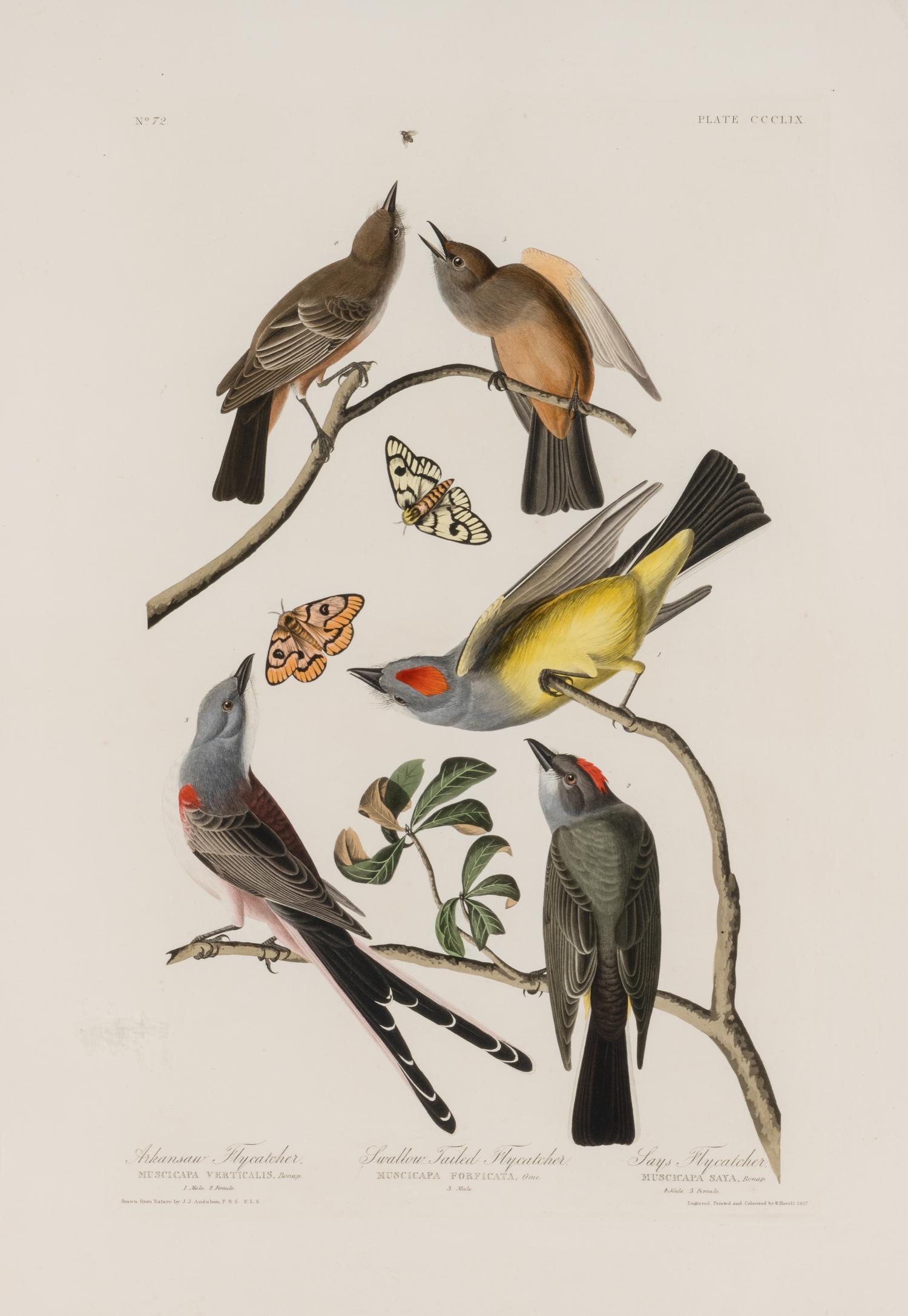 AUDUBON, John James (1785-1851) Arkansaw Flycatcher . Swallow Tailed Flycatcher. Says Flycatcher (Plate CCCLIX) Muscicapa verticalis . Muscicapa forficata . Muscicapa saya .