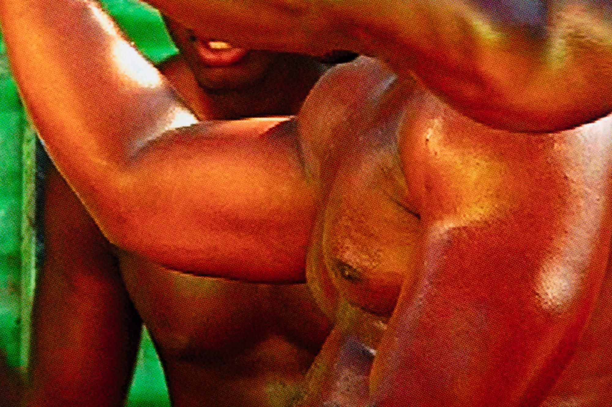 Lyle Ashton Harris (born 1965) Untitled (Black Power study), 2013