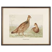ALEXANDER POPE JUNIOR (AMERICAN 1849-1924) "BLACK DUCK" FROM UPLAND GAME BIRDS AND WATERFOWL OF THE UNITED STATES