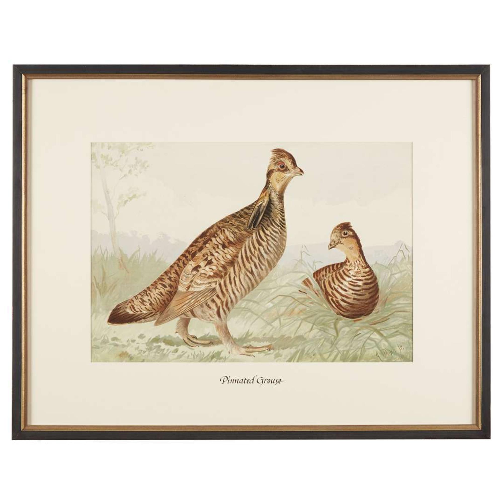 ALEXANDER POPE JUNIOR (AMERICAN 1849-1924) "BLACK DUCK" FROM UPLAND GAME BIRDS AND WATERFOWL OF THE UNITED STATES