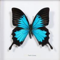 Seven Framed Groups of Lepidopterological Specimens