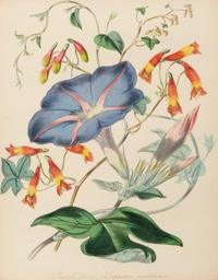 A Set of Five Botanical Lithographs