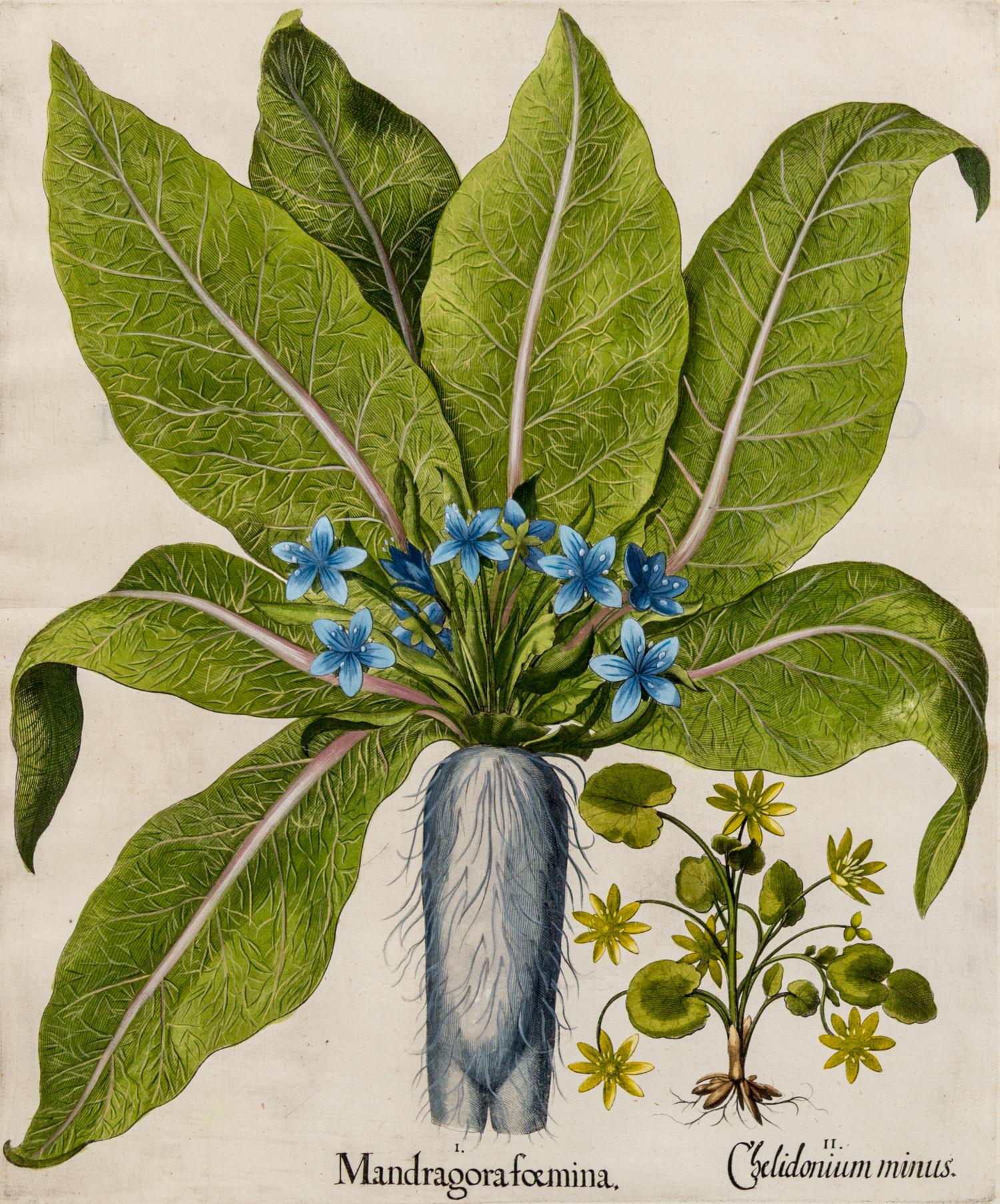 Besler, Basilius (1561-1629) I. Mandragora foemina, II. Chelidonium minus from Hortus Eystettensis, 1613 or later