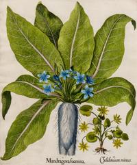 Besler, Basilius (1561-1629) I. Mandragora foemina, II. Chelidonium minus from Hortus Eystettensis, 1613 or later