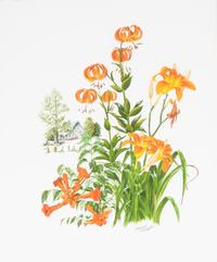 Maryrose Wampler, (20th century), Two works: Tiger Lilies and Magnolias