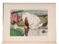[VICTORIA REGIA]. HOOKER, William Jackson, Sir (1785-1865) and Walter Hood FITCH (1817-1892). Victoria Regia, or illustrations of the Royal Water-Lily, in a series of figures chiefly made from specimens flowering at Syon and at Kew . London: Reeve and Benham, 1851.