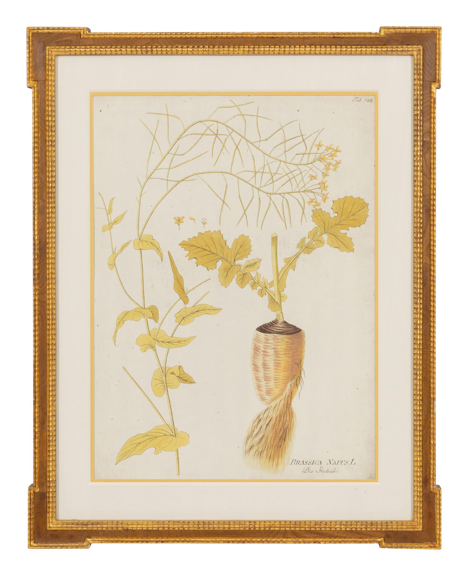 A Set of Four Botanical Prints in Gilt Frames