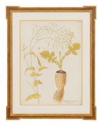 A Set of Four Botanical Prints in Gilt Frames