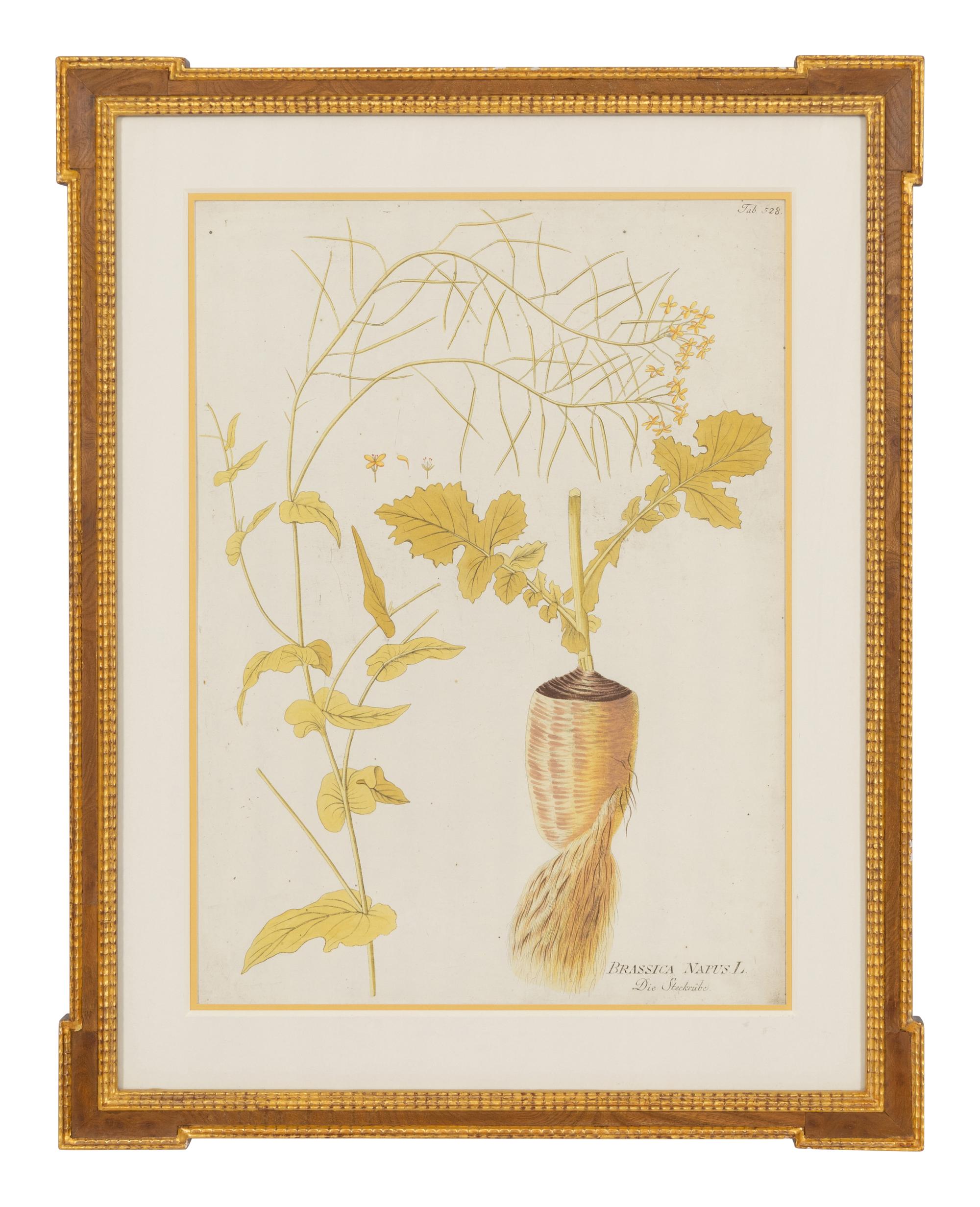 A Set of Four Botanical Prints in Gilt Frames