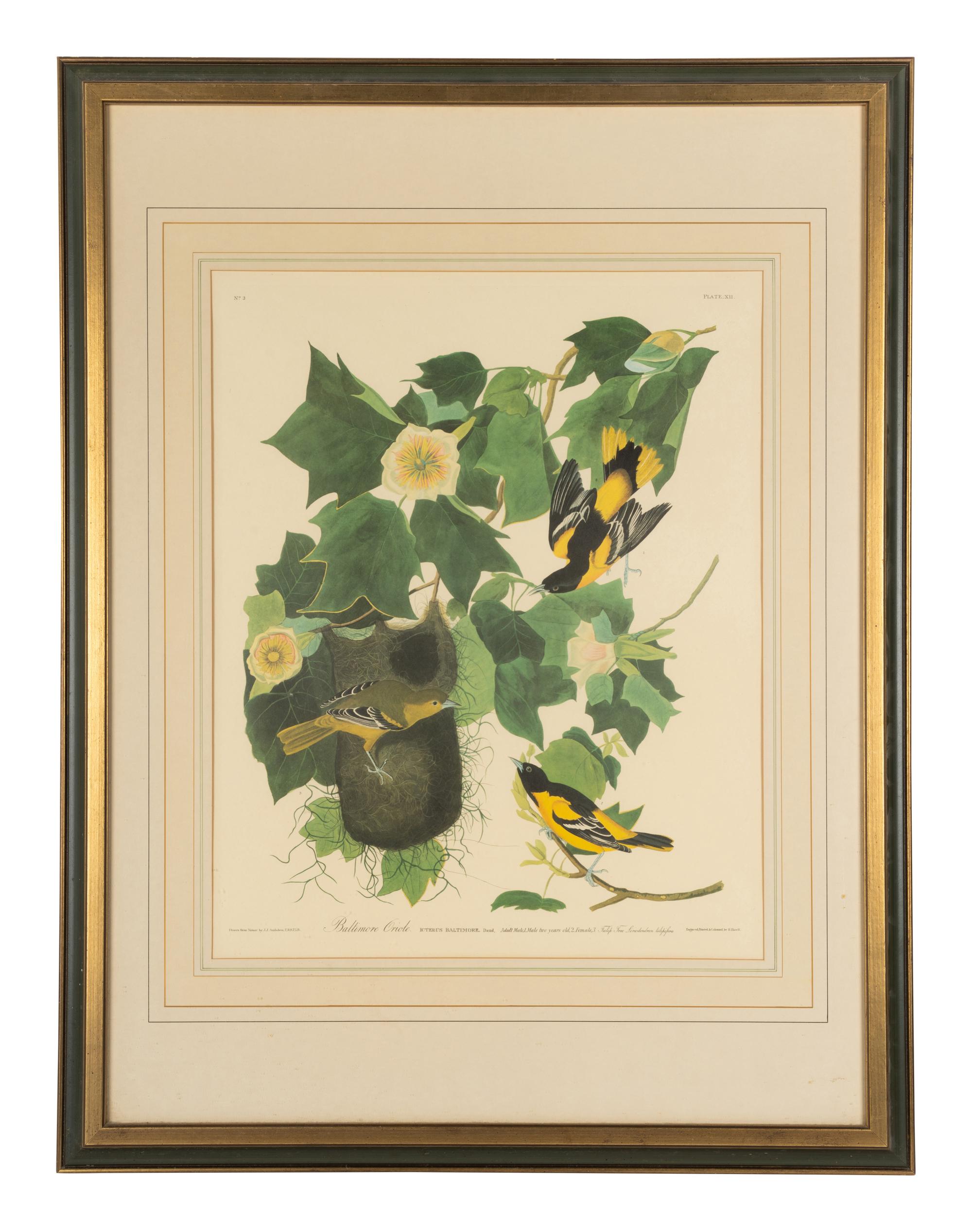 AUDUBON, John James (1784-1851)