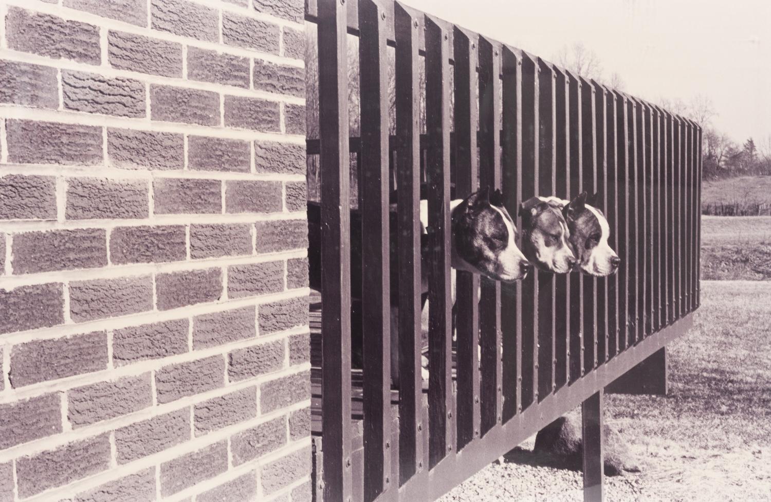 A Silver Gelatin Print of Pitbulls 11 1/8 x 17 1/8 inches.