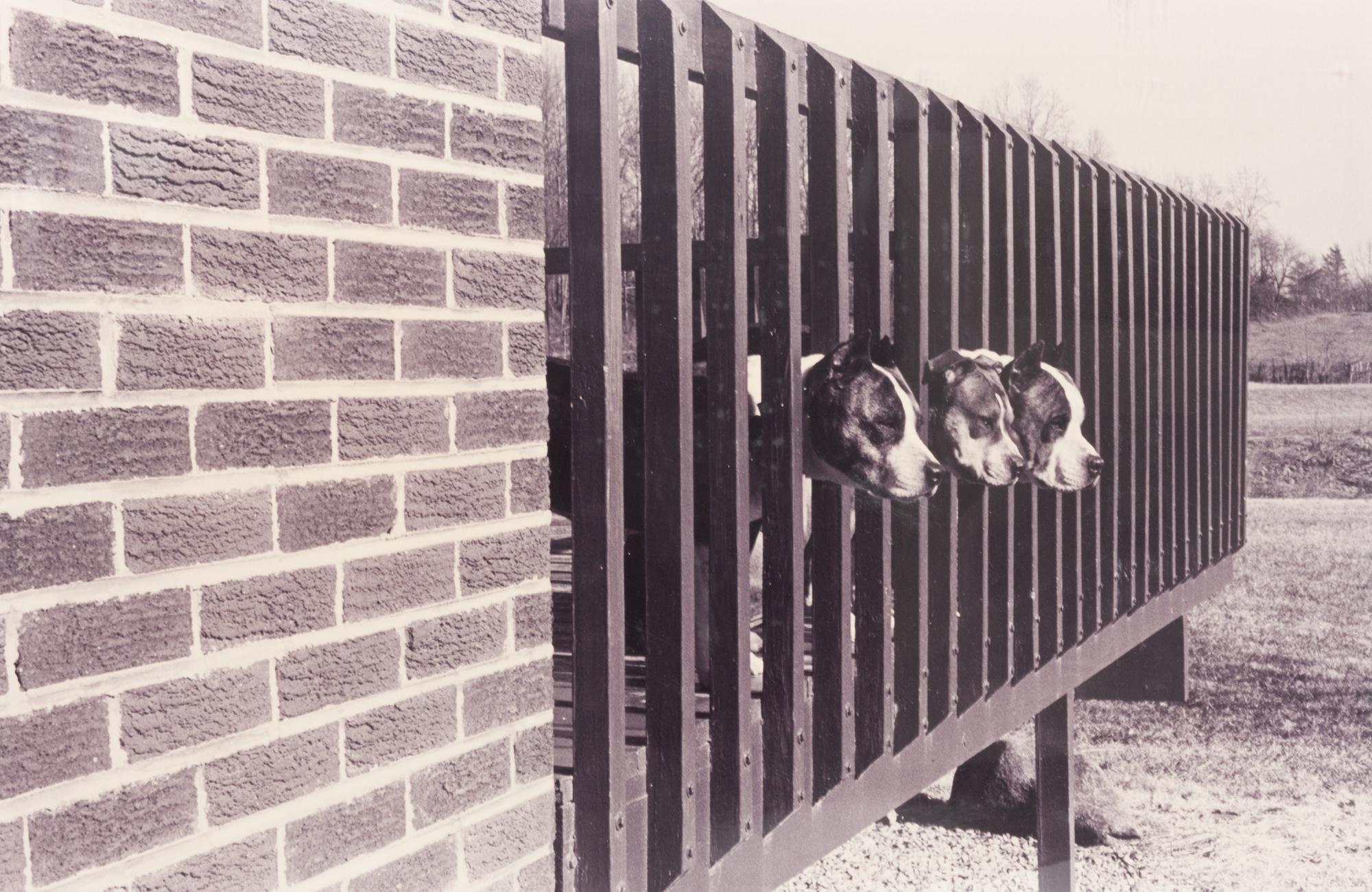 A Silver Gelatin Print of Pitbulls 11 1/8 x 17 1/8 inches.
