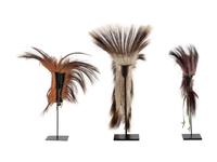Plains Hair Roaches