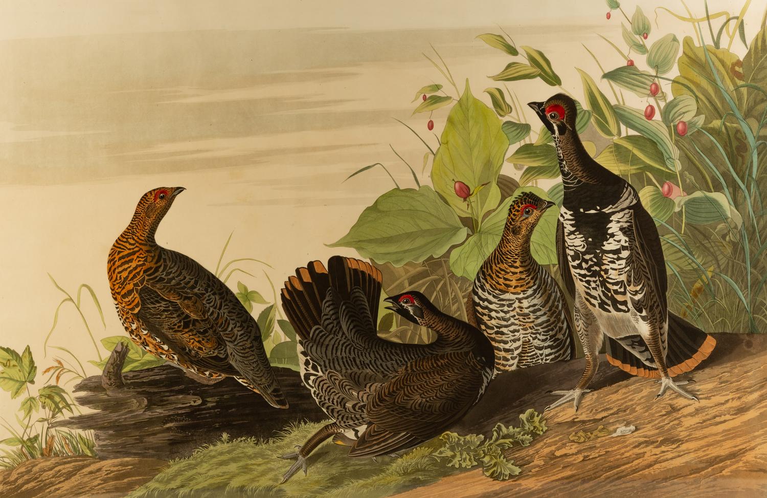 Spotted Grouse
