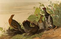 Spotted Grouse