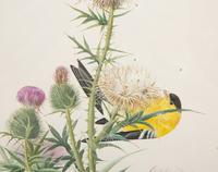 Thistle and Sunshine, 1993