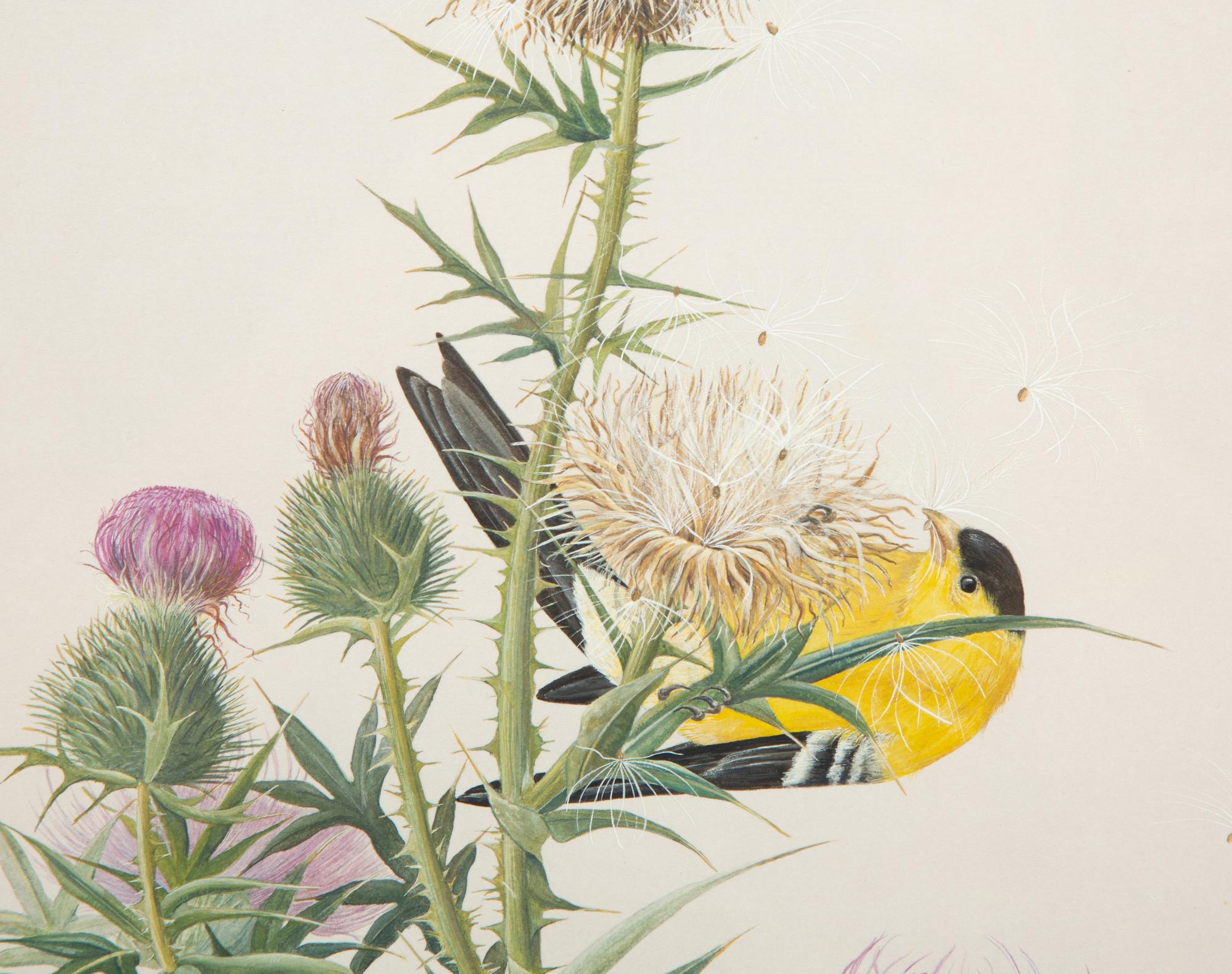 Thistle and Sunshine, 1993