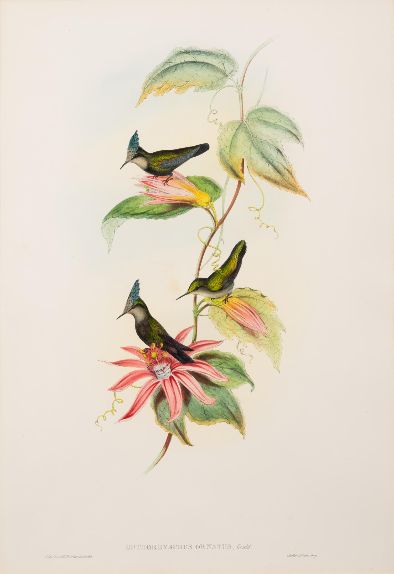 John Gould (British, 1804-1881)