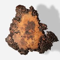 George Nakashima (American, 1905-1990) Exceptional English Oak Burl Pedestal End Table, New Hope, Pennsylvania, 1967