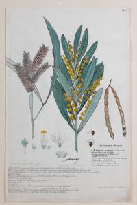 Four Botanical Watercolors