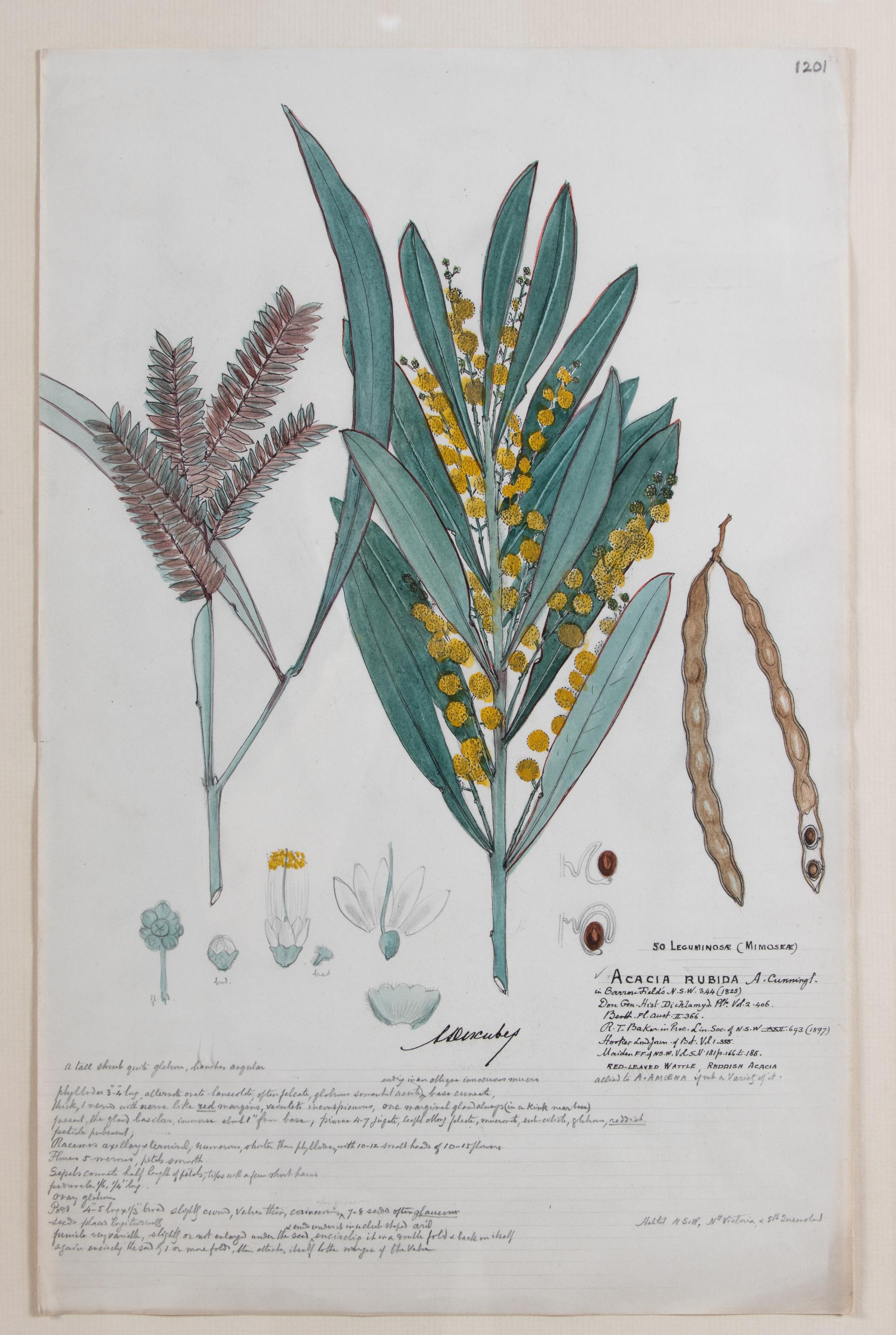 Four Botanical Watercolors
