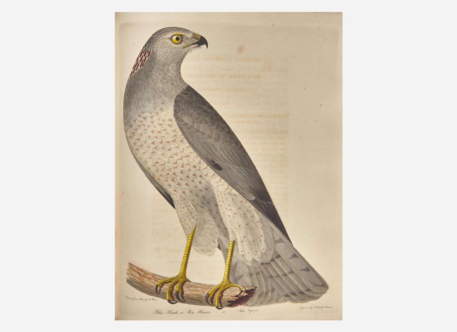 [Natural History] Bonaparte, Charles Lucian, and John James Audubon, et al.: American Ornithology; or, The Natural History of Birds Inhabiting the United States...