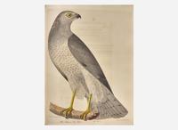 [Natural History] Bonaparte, Charles Lucian, and John James Audubon, et al.: American Ornithology; or, The Natural History of Birds Inhabiting the United States...